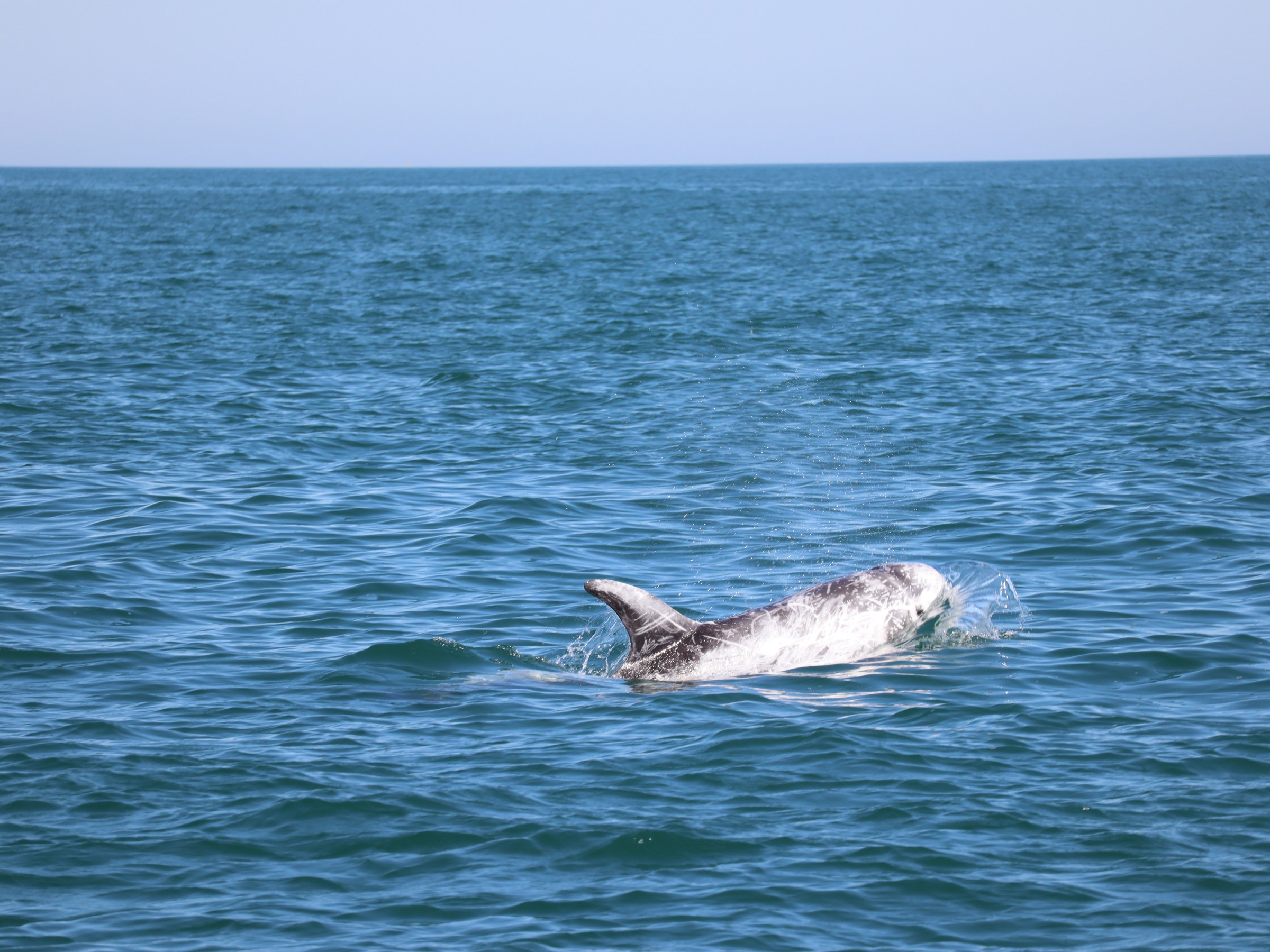 Dolphin surfacing in calm ocean water under clear blue sky.