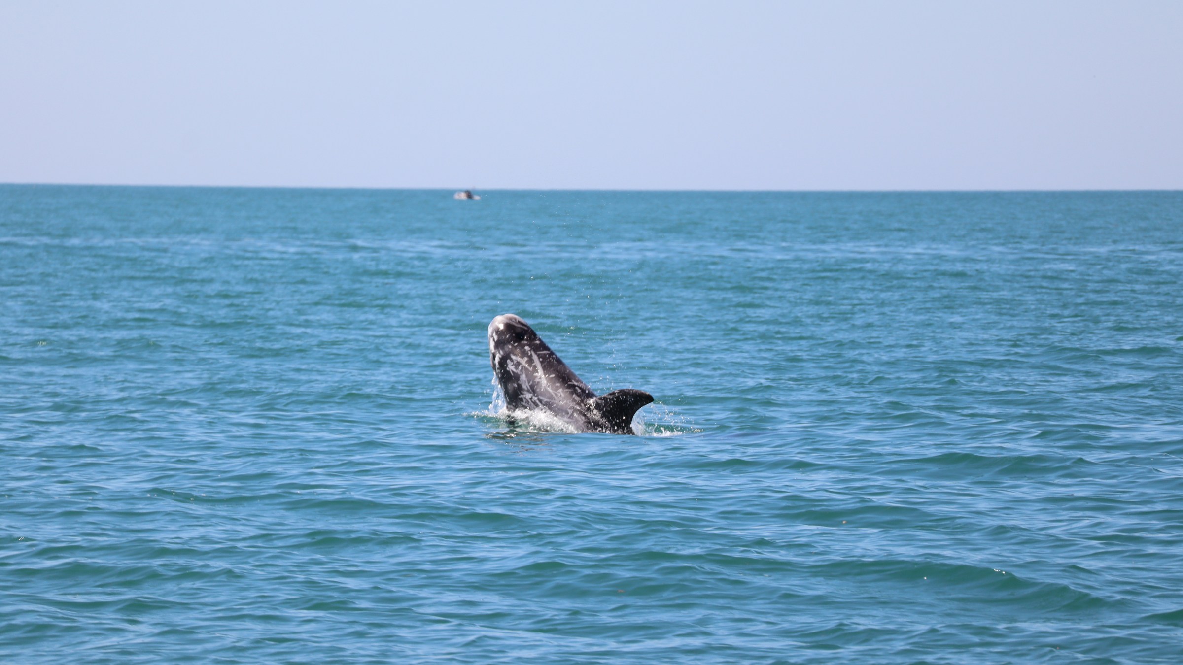 Whale's back surfacing in a calm sea under a clear sky.