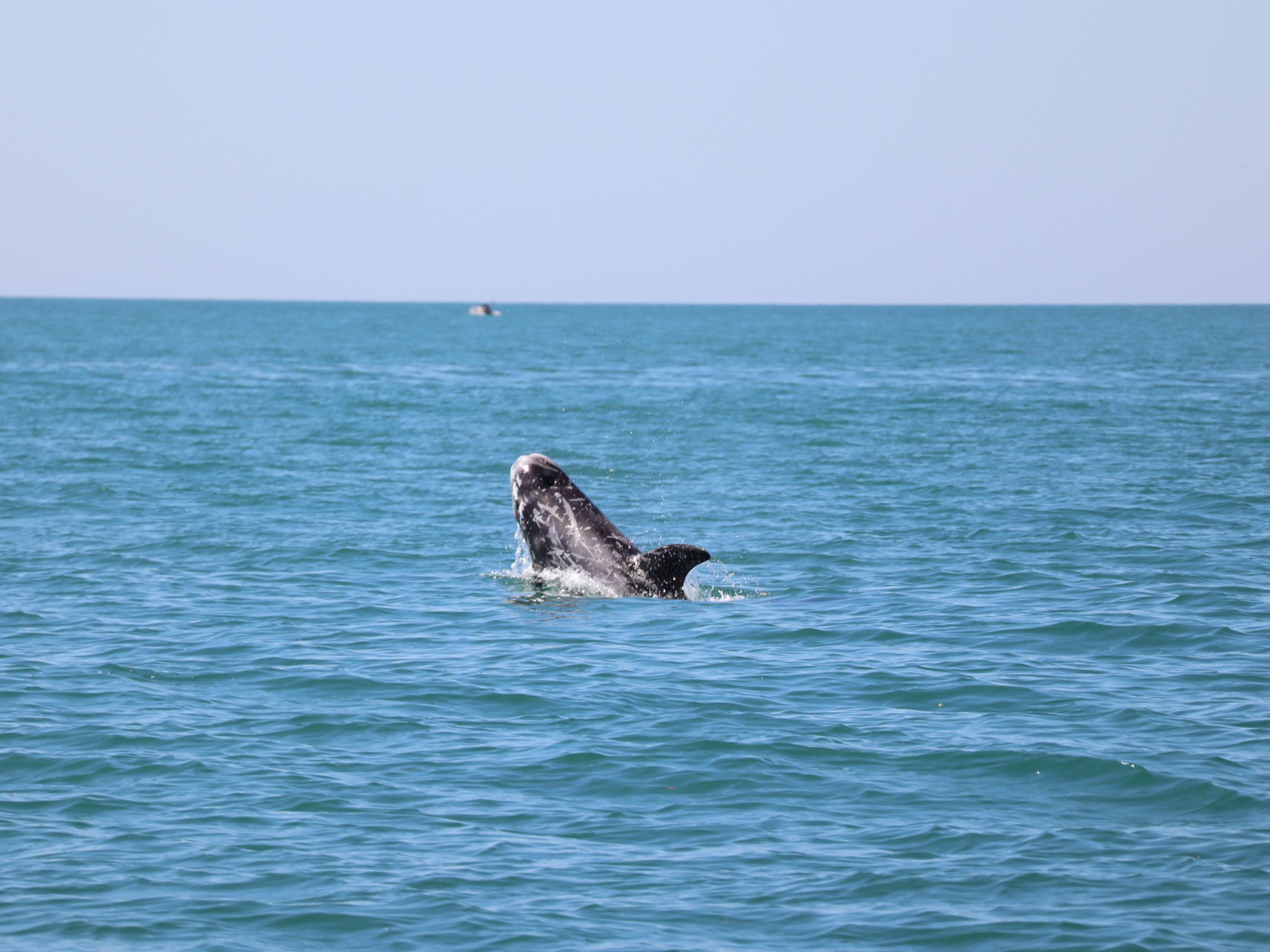 Whale's back surfacing in a calm sea under a clear sky.