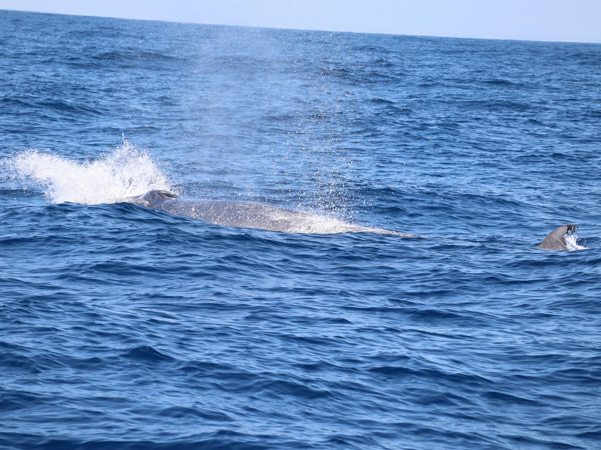 Whale surfacing with spray in open ocean under clear sky.
