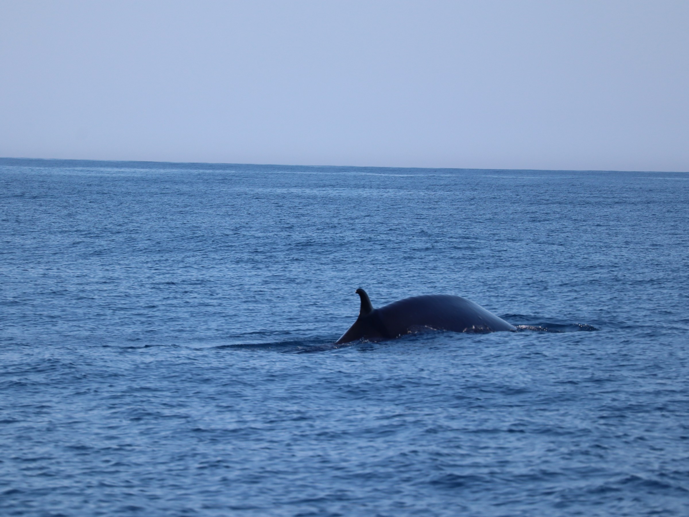 A whale partially submerged in the ocean with its fin and back visible above water.