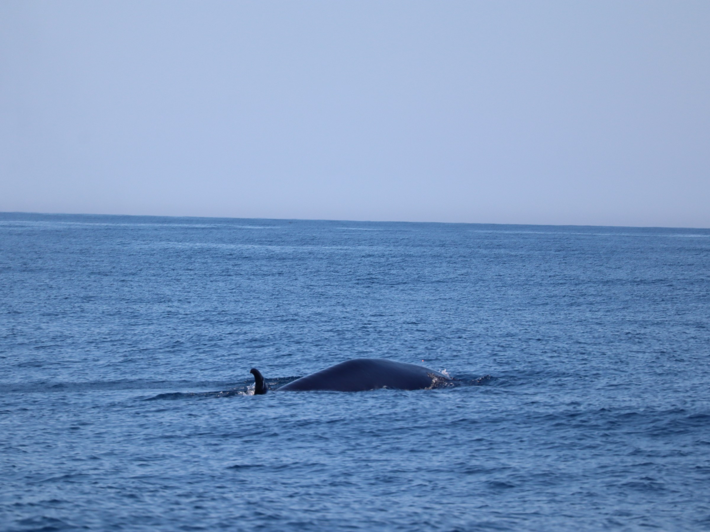 Whale back and fin above the blue ocean surface under a clear sky.