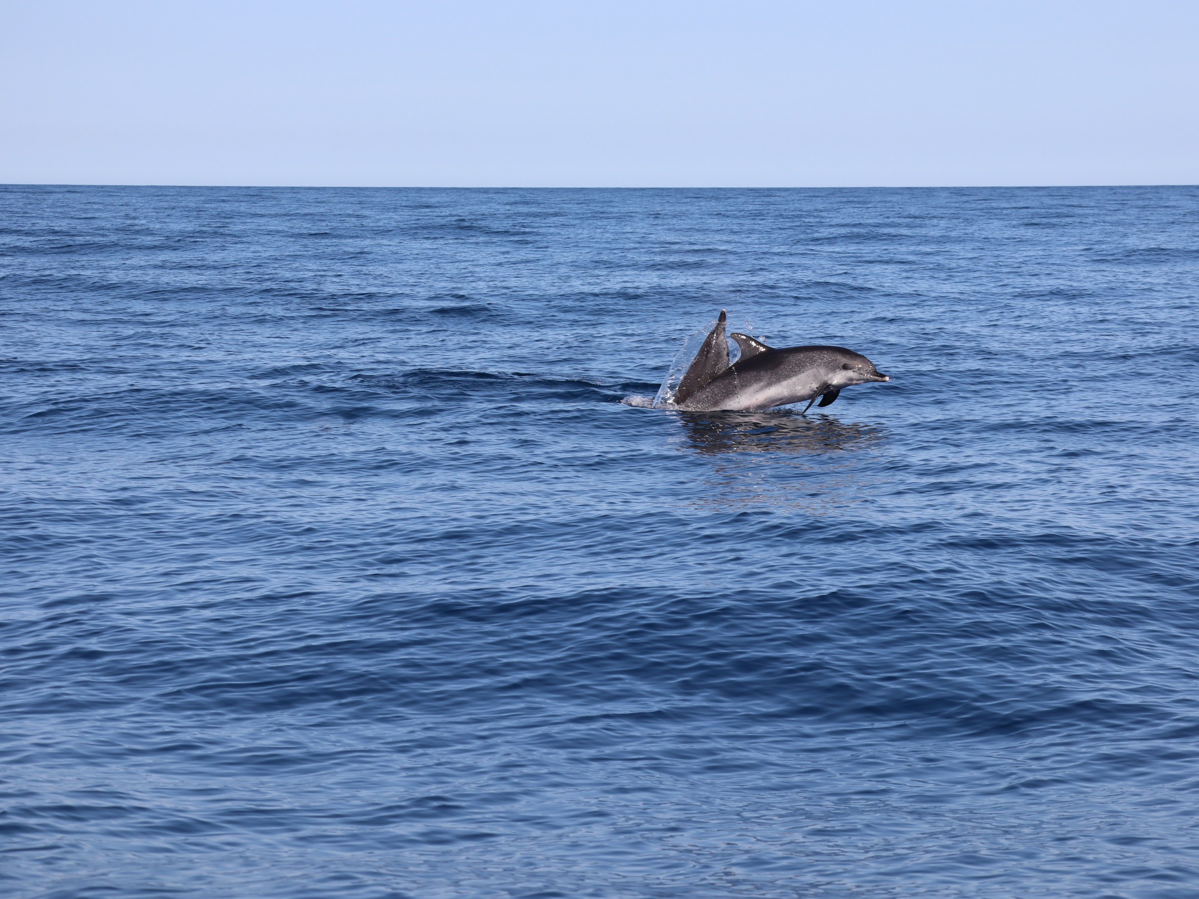 Dolphin jumping out of the water in the ocean under a clear sky.