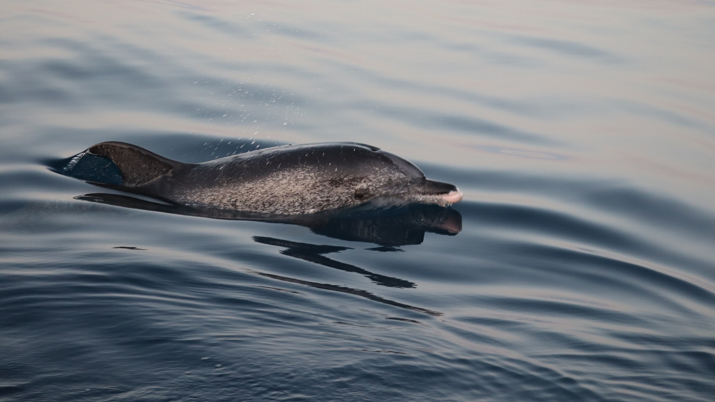 A dolphin surfaces in calm, rippling ocean waters.