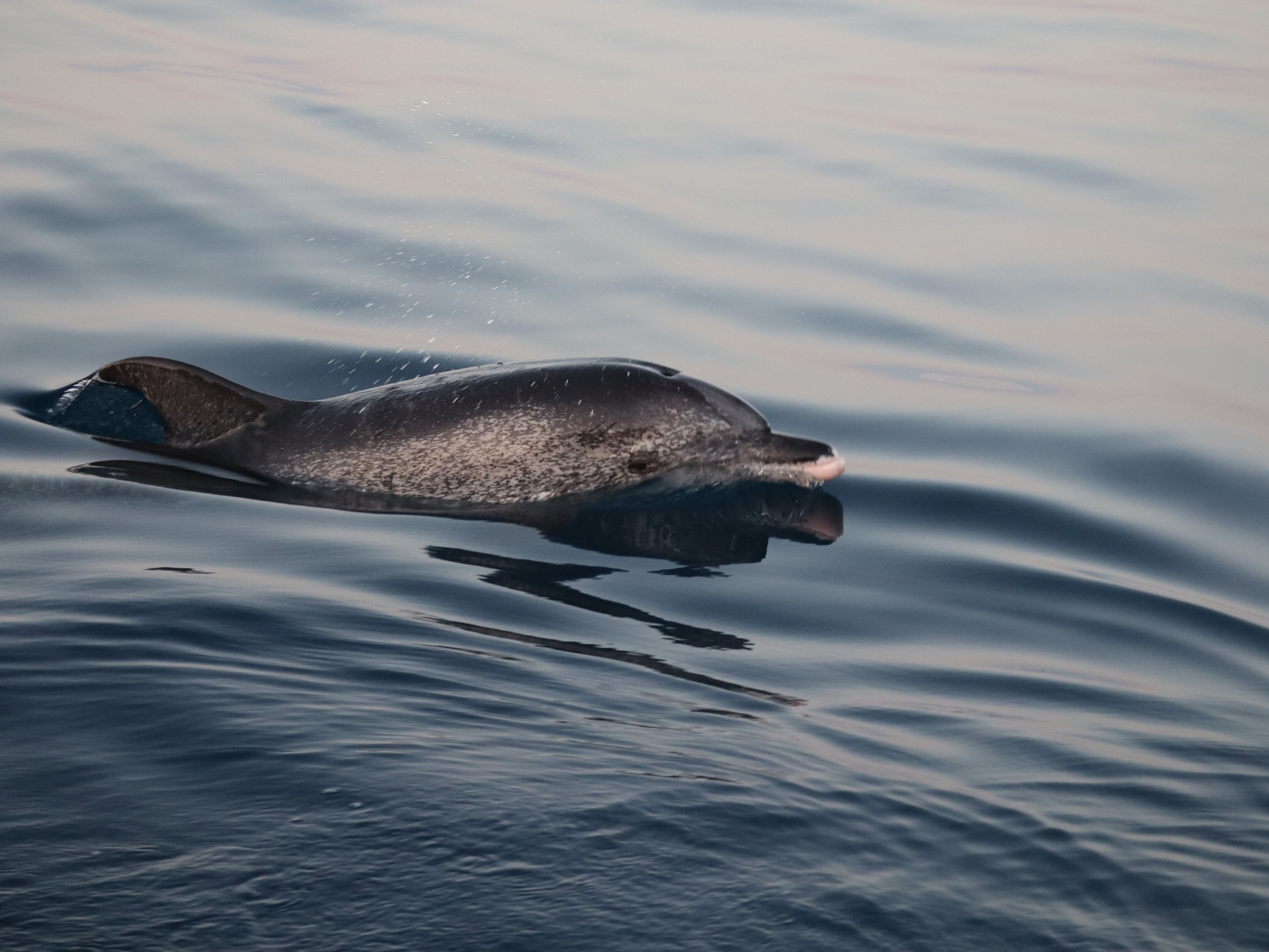 A dolphin surfaces in calm, rippling ocean waters.