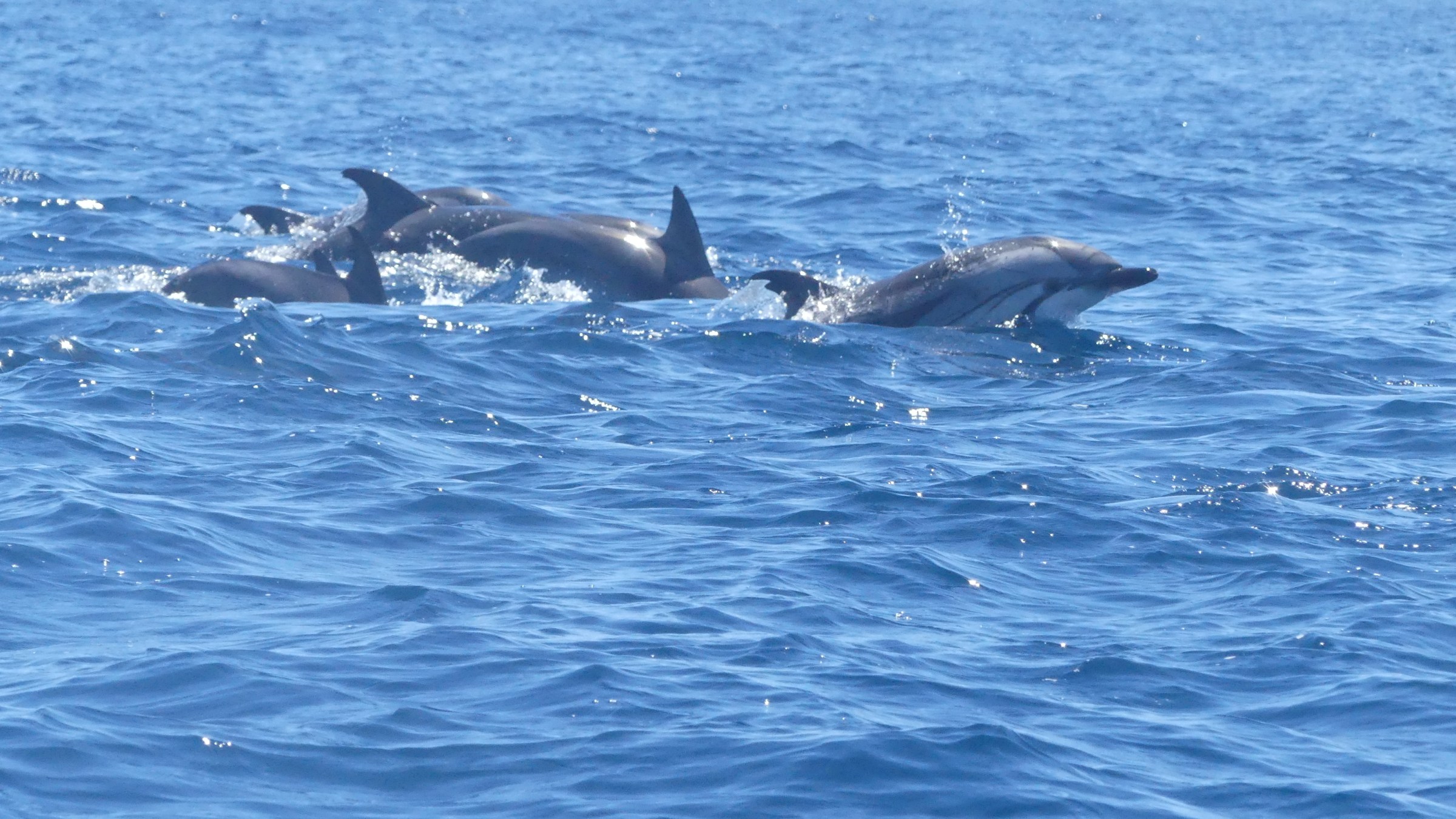 Several dolphins swimming in the ocean under a clear blue sky.