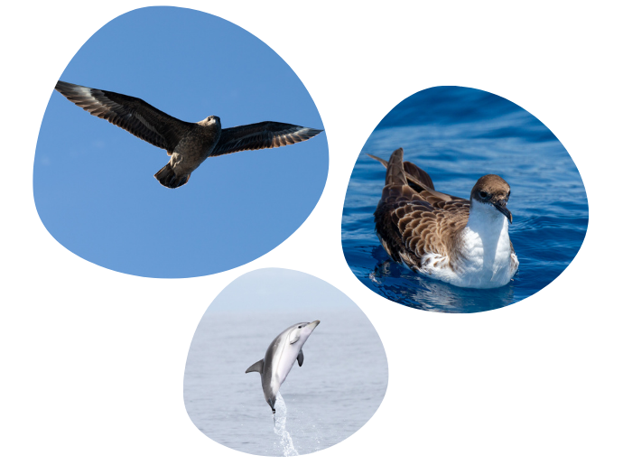 Three images: a flying bird, a swimming bird, and a jumping dolphin.