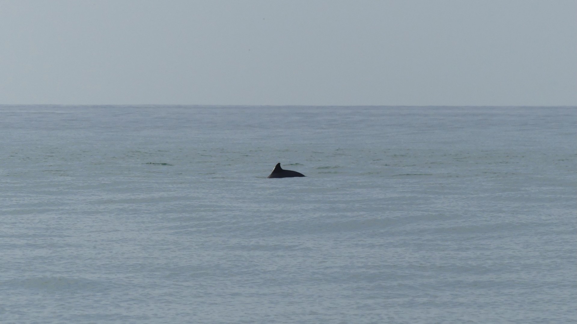 Dolphin fin protruding above calm ocean surface under a clear sky.