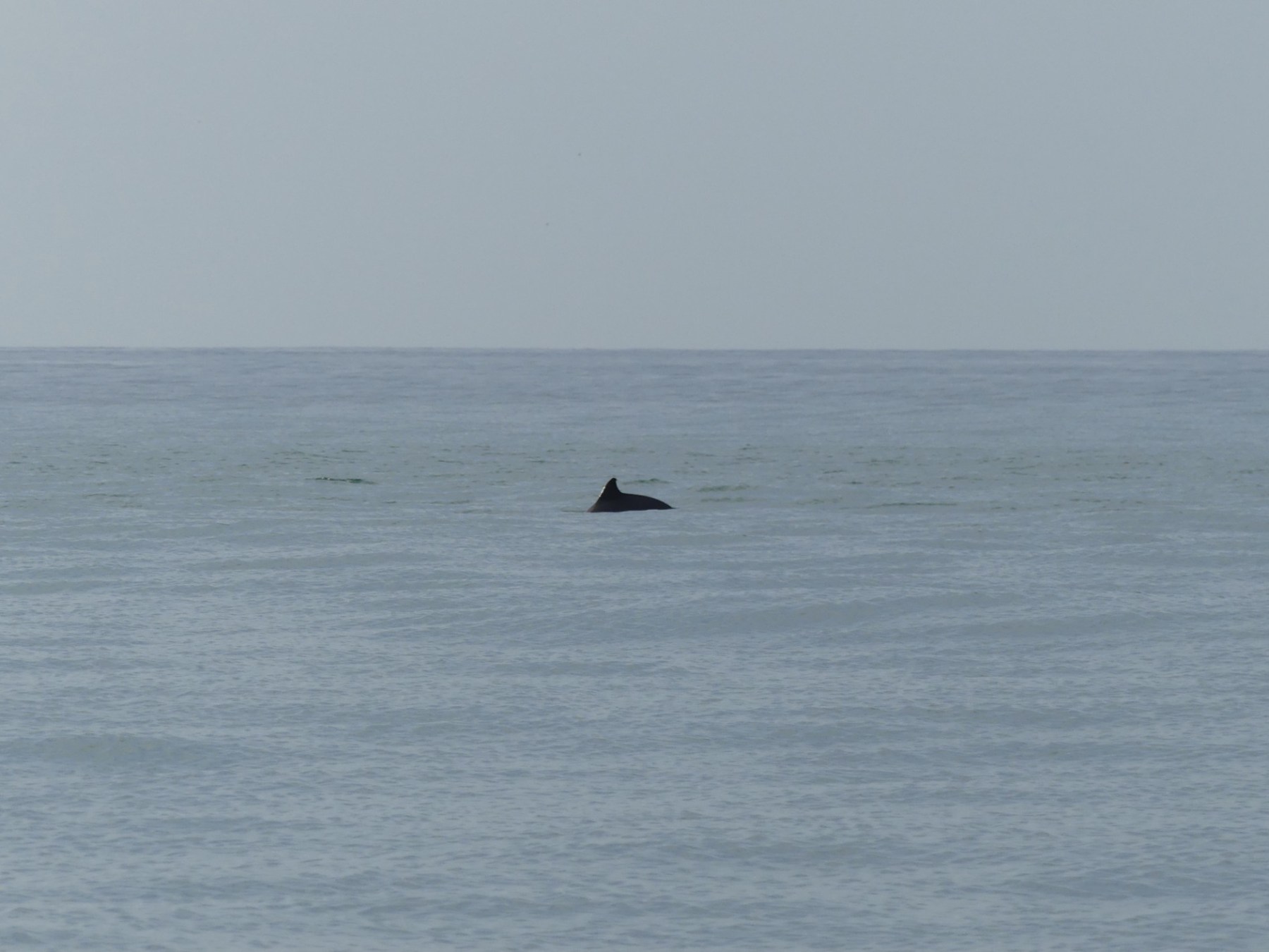 Dolphin fin protruding above calm ocean surface under a clear sky.
