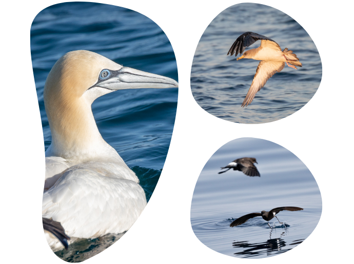 Three bird images: close-up, flying over water, and skimming water surface.